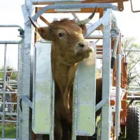 vache dans portes auto-bloquantes