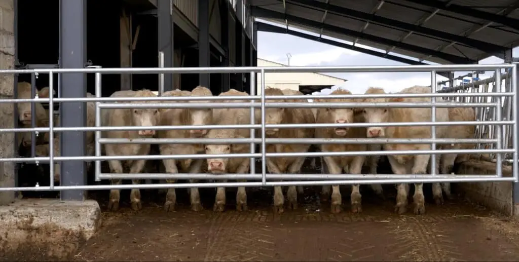 Barrières pour bovins