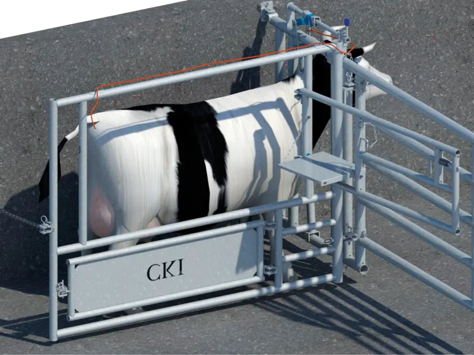 boxe de soin vache