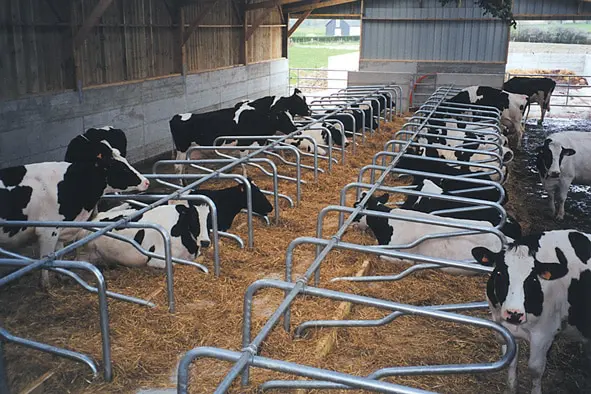 logette super cosy avec vaches