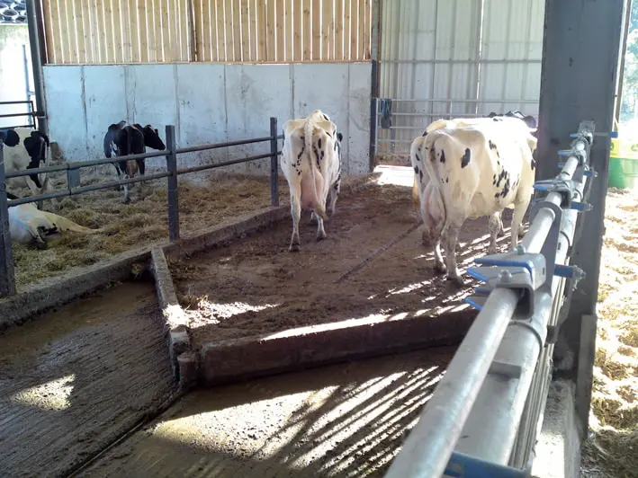 racleur avec vaches
