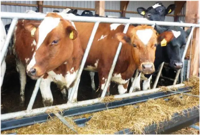 libre service barre oblique vaches